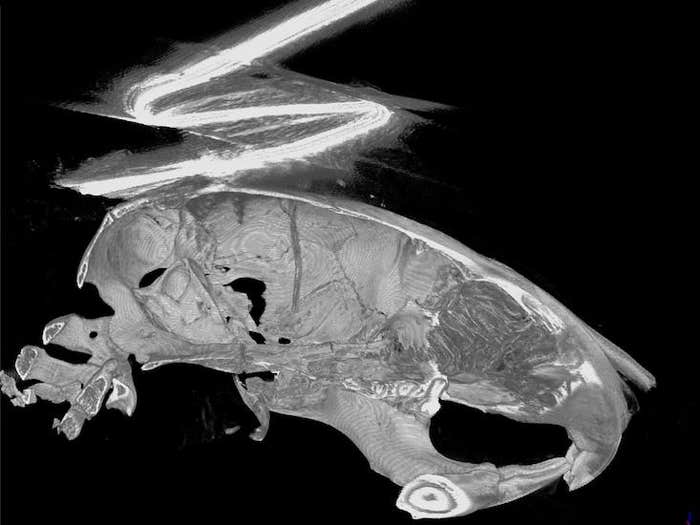 micro-CT mouse neural lace_HERO