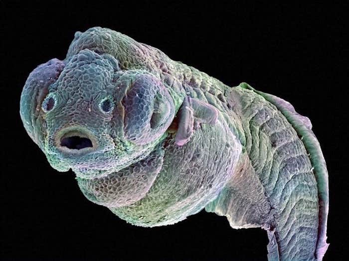 zebrafish embryo_HERO