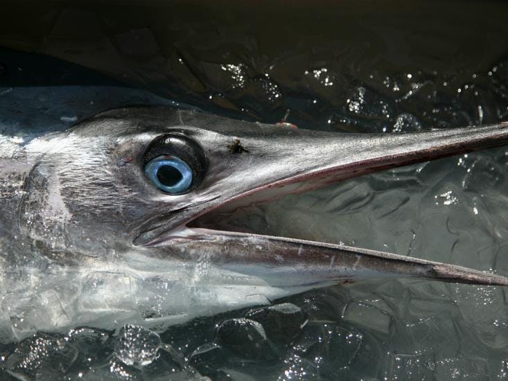 Marveling Over a Marlin - The New York Times