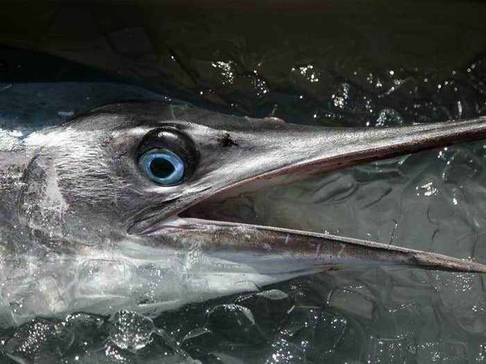 swordfish hero