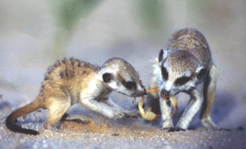 meerkats eating scorpions