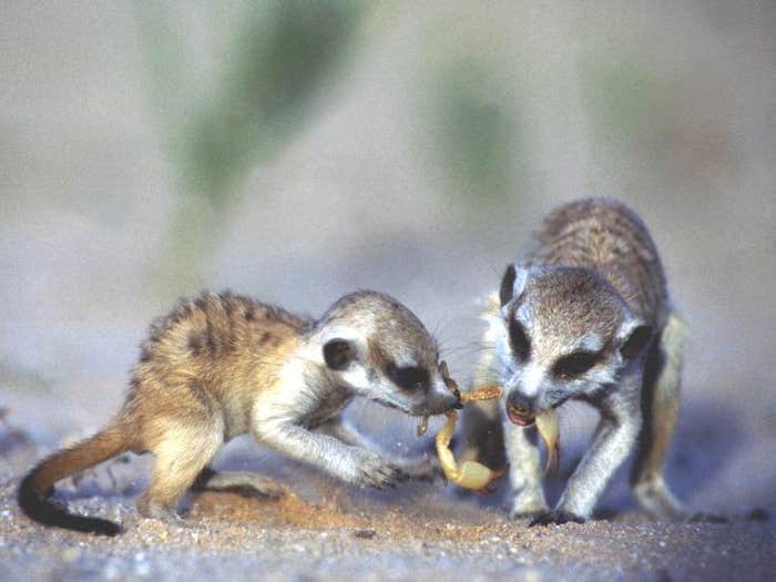 meerkats eating scorpions