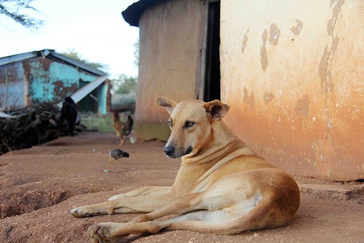 how many stray dogs are in the us