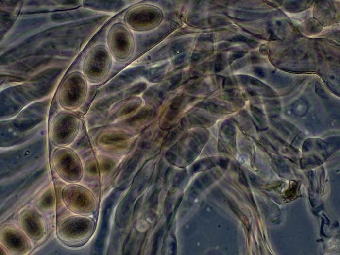 microscopic mushroom_HERO