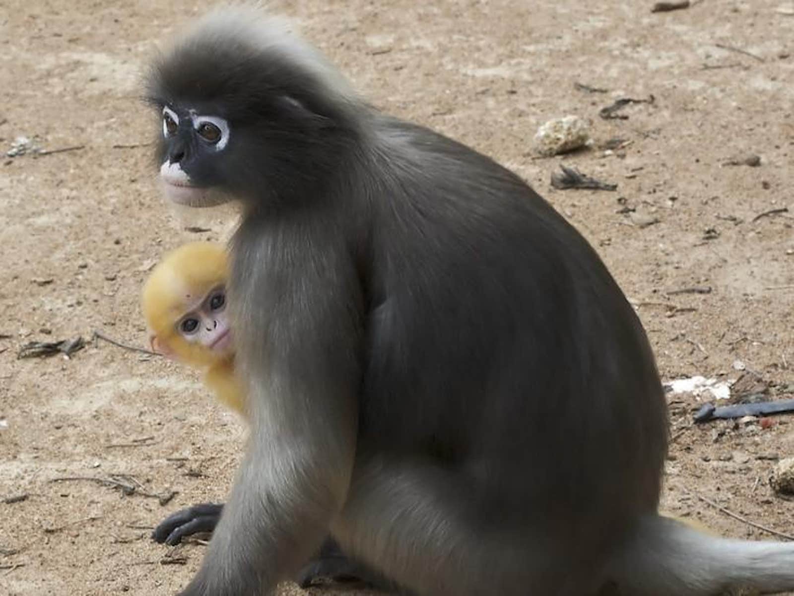 Why Primates Kill Their Offspring - Nautilus Why Primates Kill Their Offspring - Nautilus