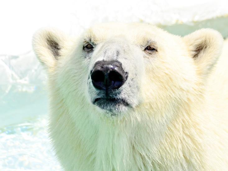 polar bear face_HERO