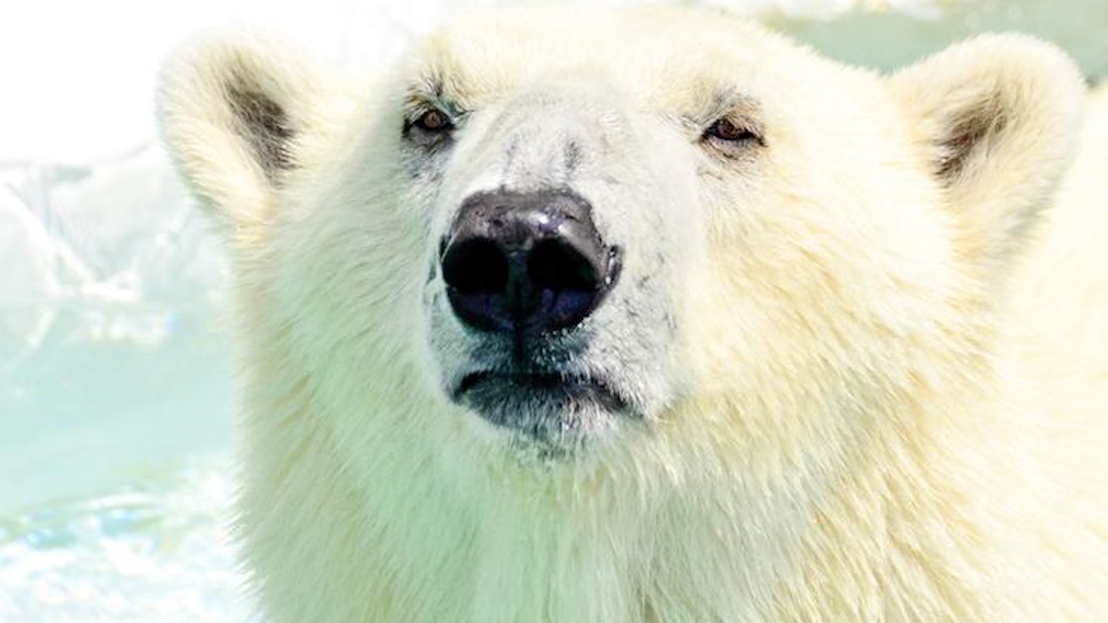 polar bear face_HERO