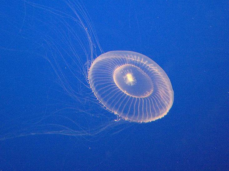 Why Do Jellyfish Glow? - Nautilus