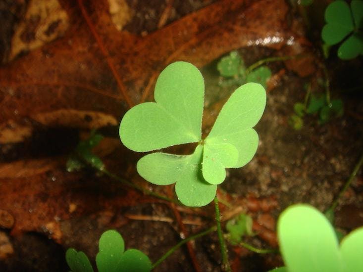 Genetics of 4-leaf clovers remain mysterious