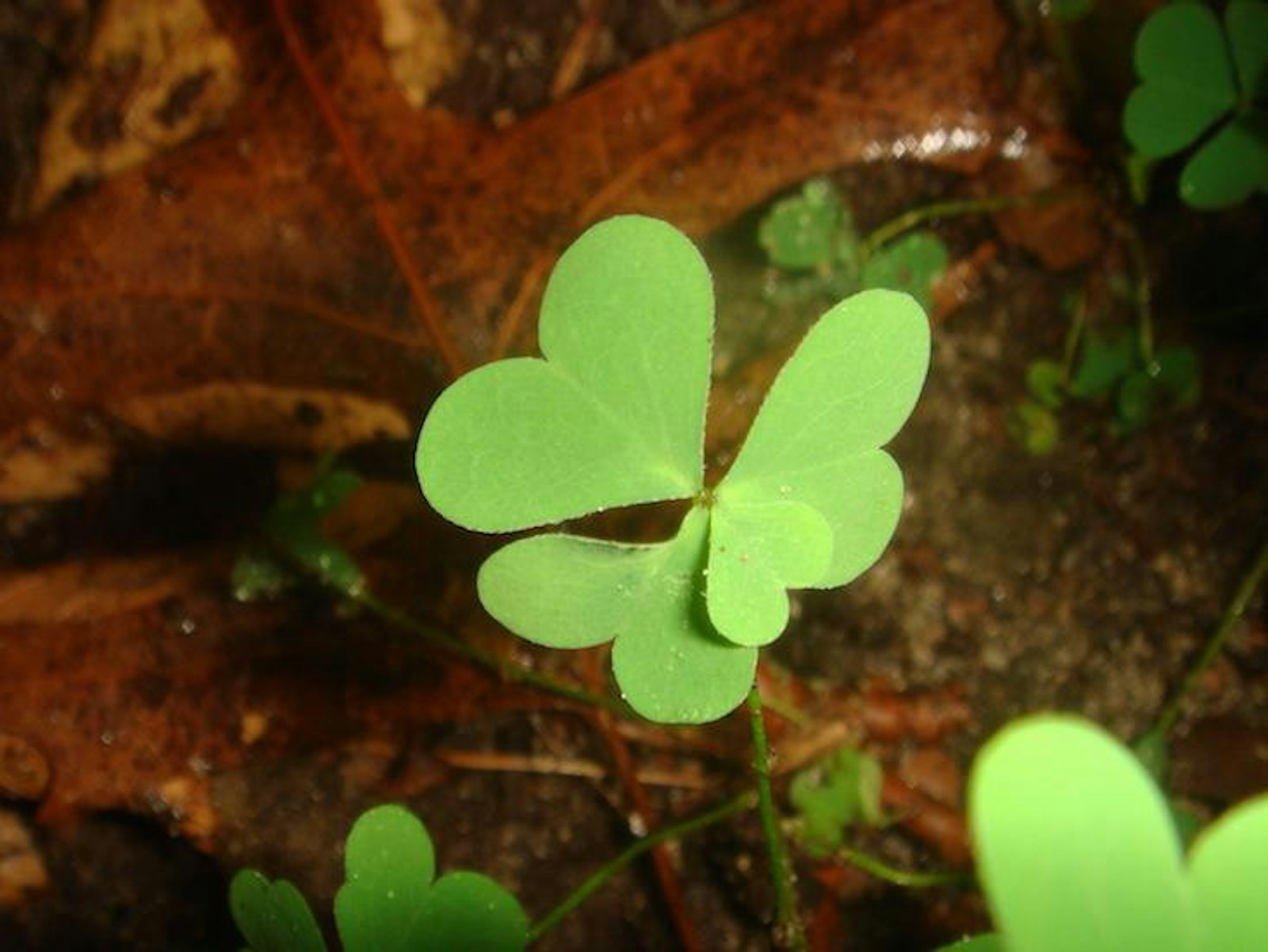 A Comparative Analysis of Four-Leaf Clover Induced Luck - Journal
