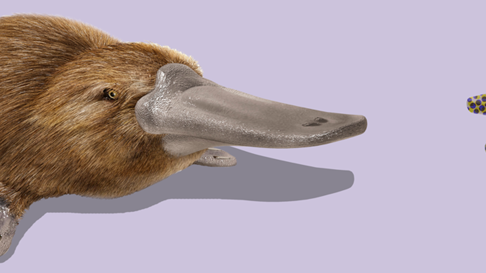 Why Hasn't Evolution Made Another Platypus? - Nautilus