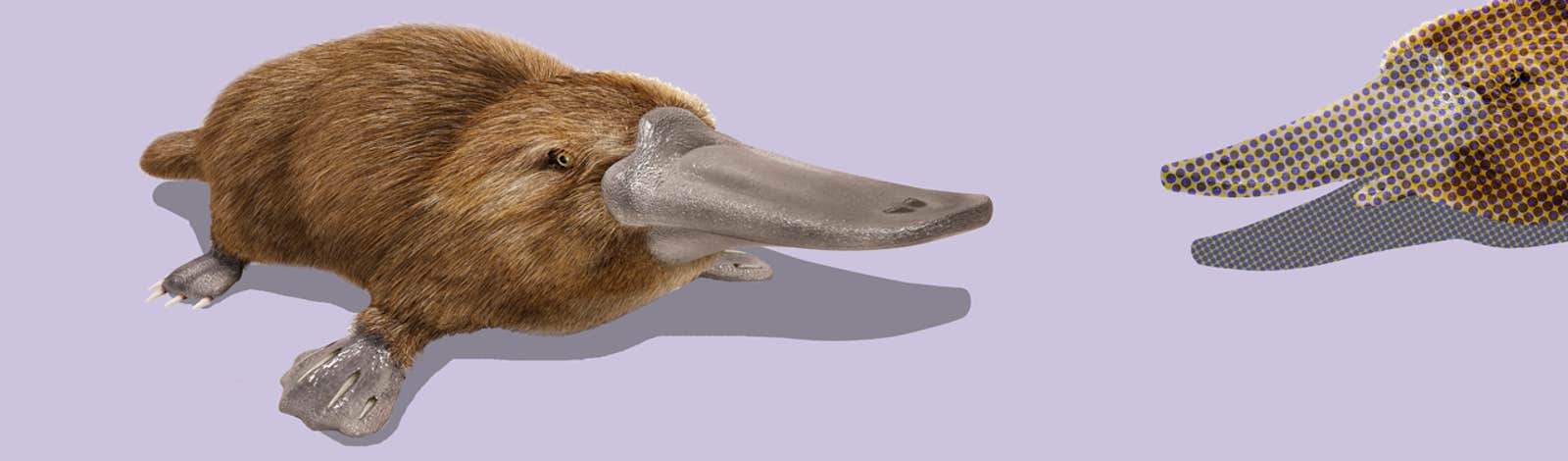 Why Hasn't Evolution Made Another Platypus? - Nautilus Why Hasn't Evolution Made Another Platypus? - Nautilus