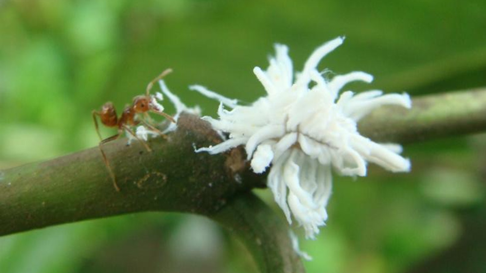 Ant vs beetle larva 