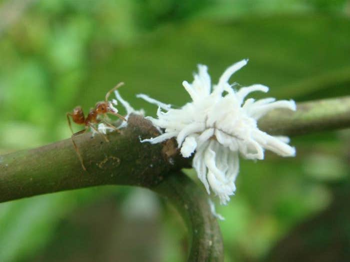 Ant vs beetle larva