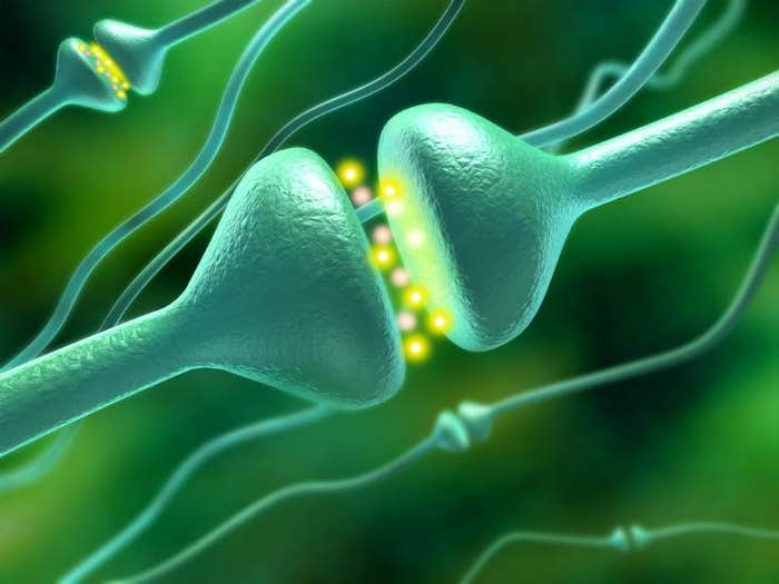 synapse