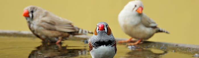 birds