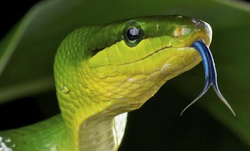 green rat snake