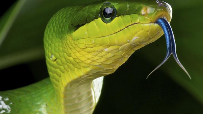 green rat snake