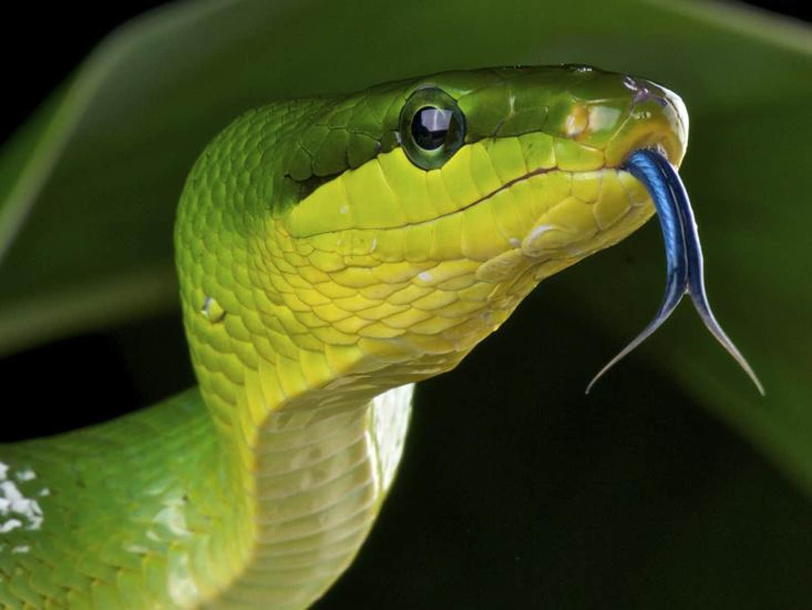 How Animals Use Smell to Send Coded Messages - Nautilus How Animals Use Smell to Send Coded Messages - Nautilus