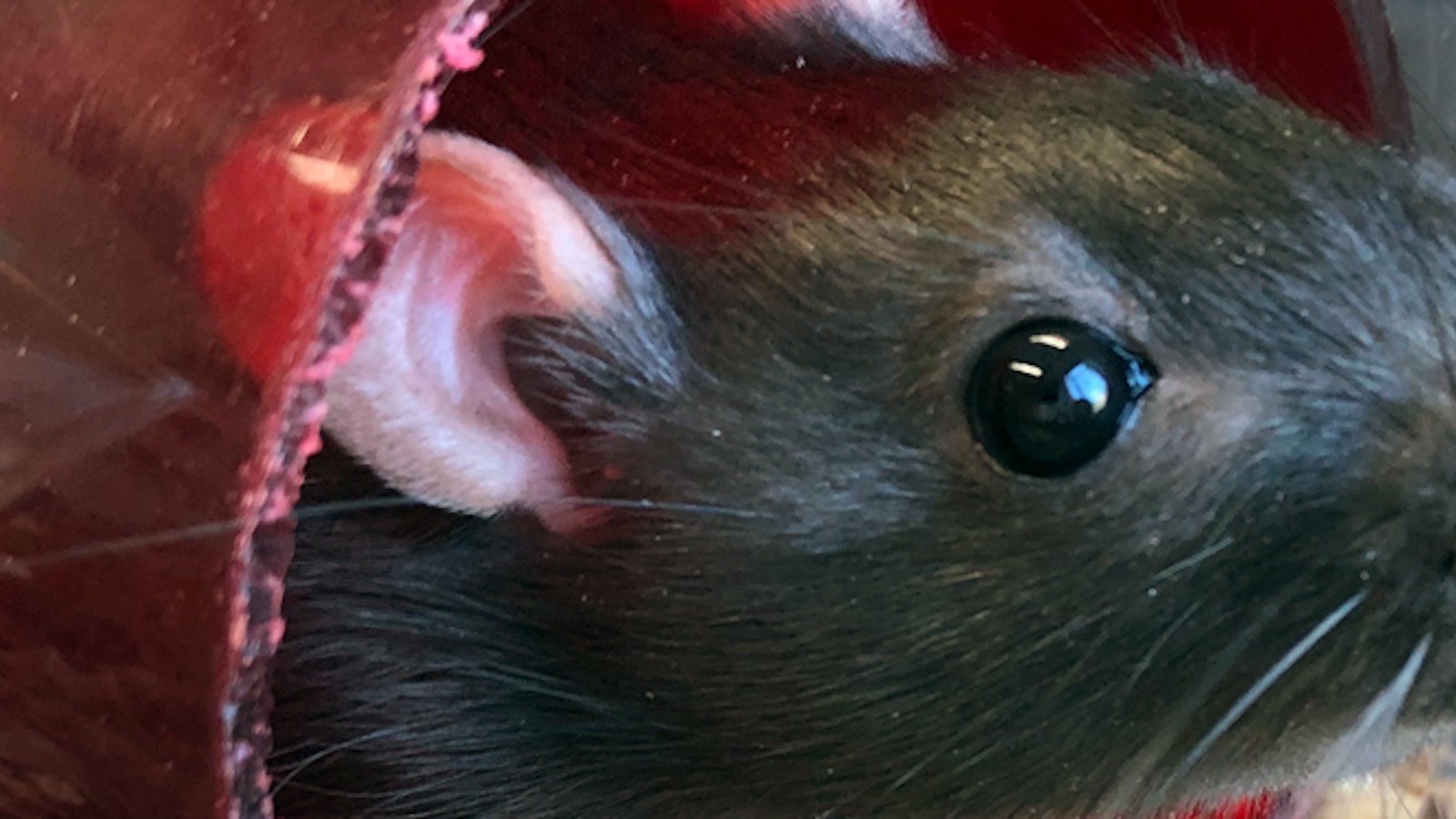 Are Animal Experiments Justified? - Nautilus