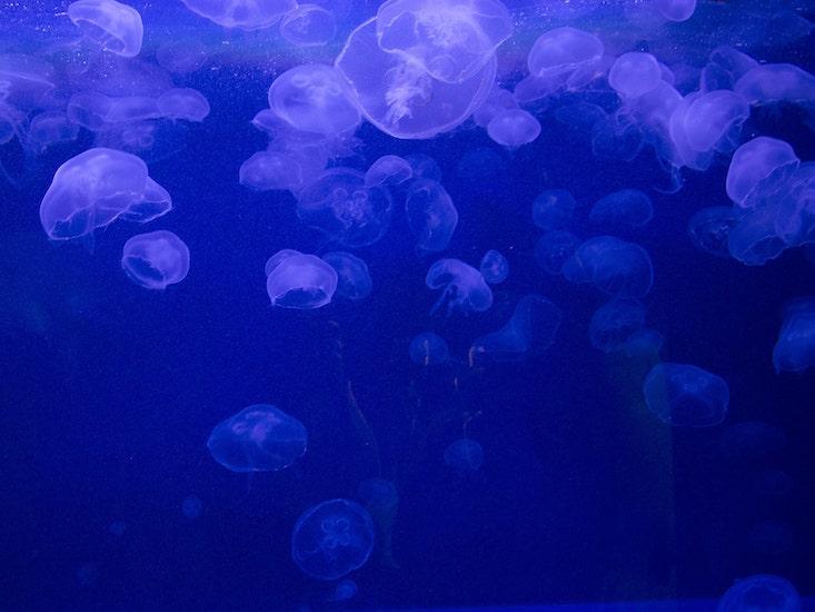 jellyfish eating fish