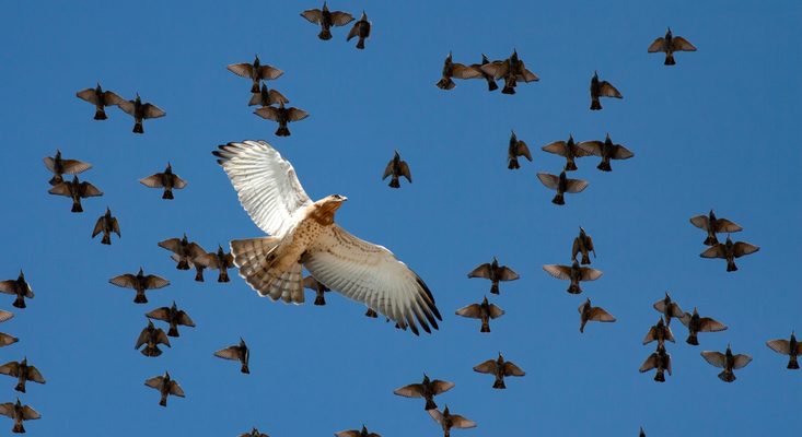 Why do flocks of birds swoop and swirl together in the sky? A biologist  explains the science of murmurations