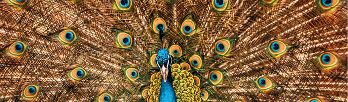 Stewart-Williams_HERO