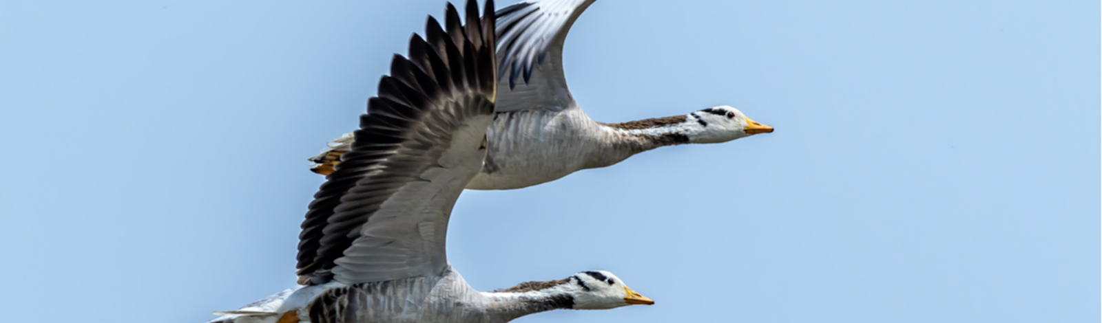 Why Do Birds Flock Together?  Psychology Today United Kingdom