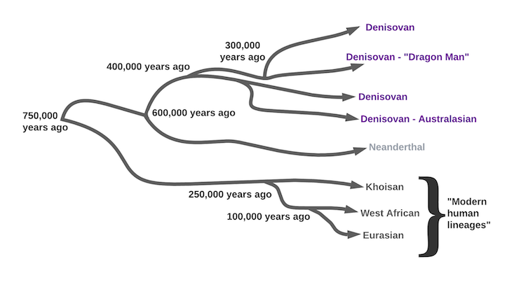 Human Evolution Tree Neanderthal