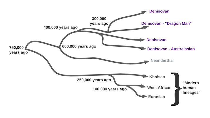 The Human Family Tree