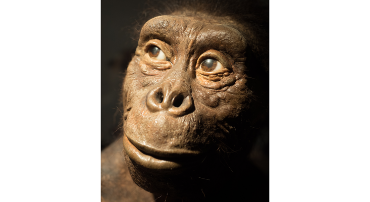 early humans lucy