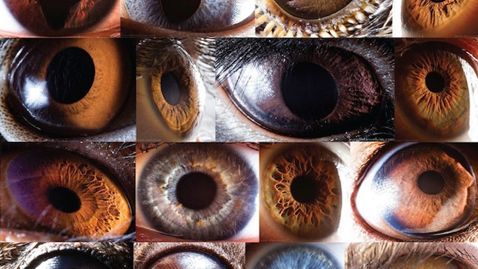 Humanizing Animals With the Most Human Eyes - Nautilus