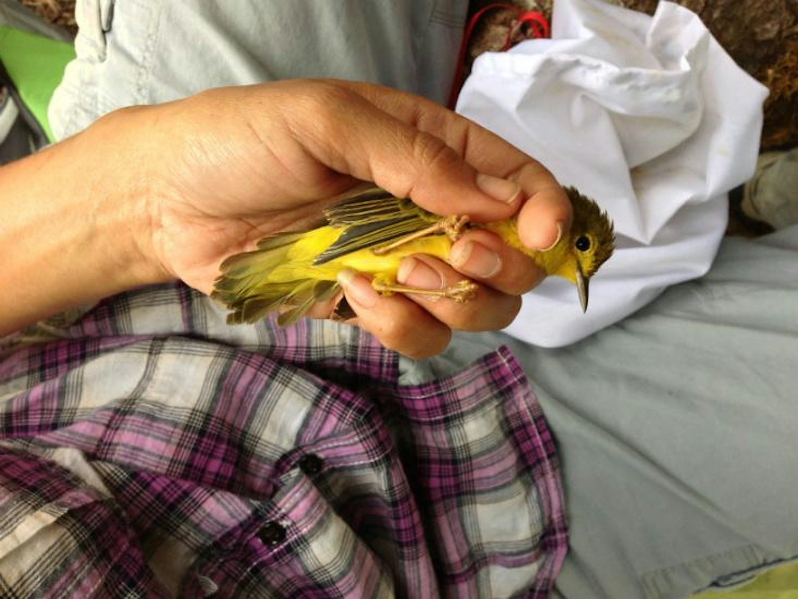 Asigau yellow warbler