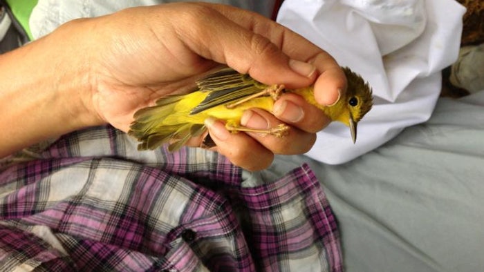Asigau yellow warbler