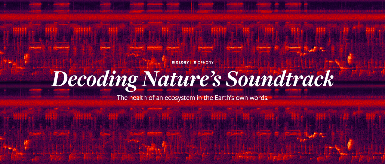 Decoding Nature’s Soundtrack - Nautilus