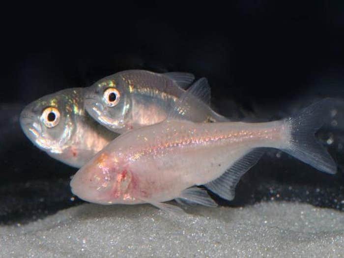 fish