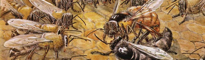 Bee-2_HERO