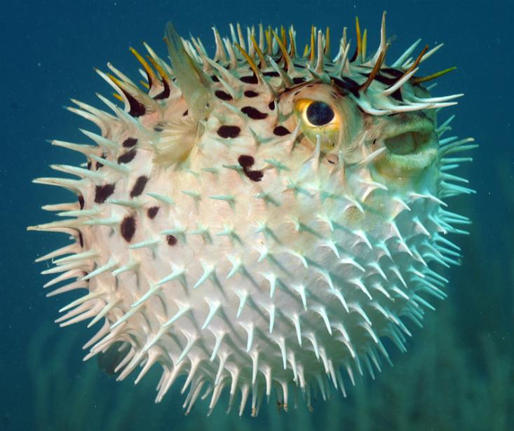 Blow Fish - Zoology