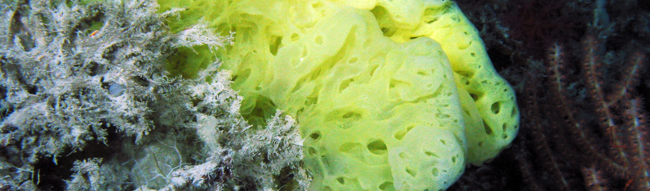 hexactinellid_sponge_hires_HERO