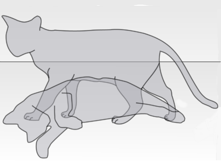 Schrödinger’s Cat