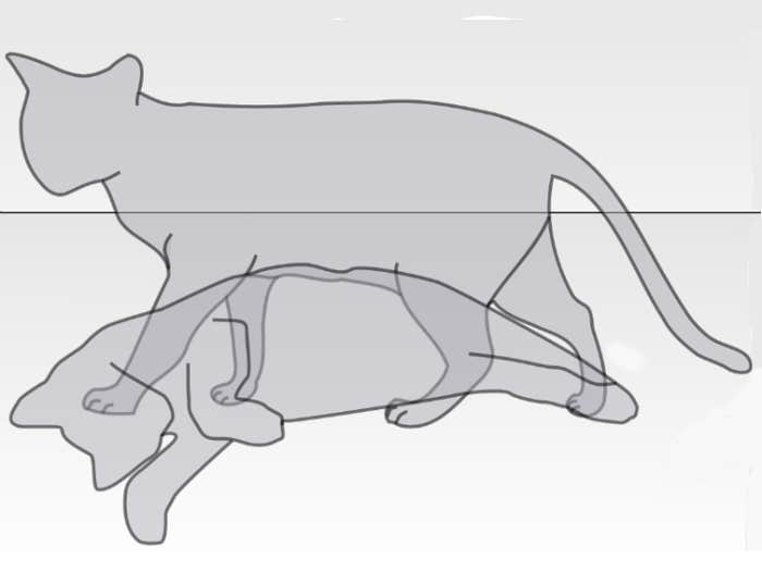 Schrödinger’s Cat