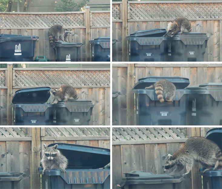 are raccoons as smart as dogs