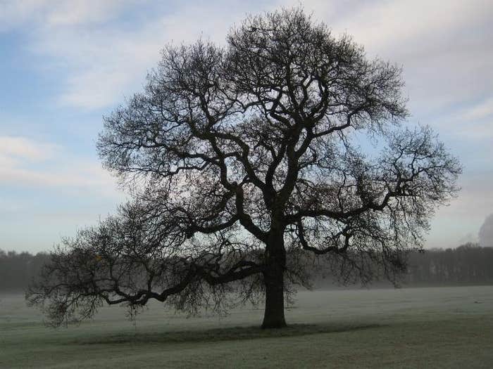 tree frost ring