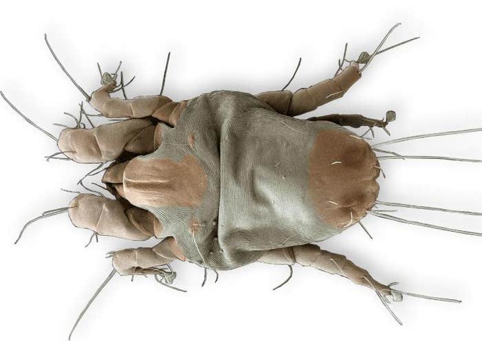 Dermatophagoides farinae dust mite