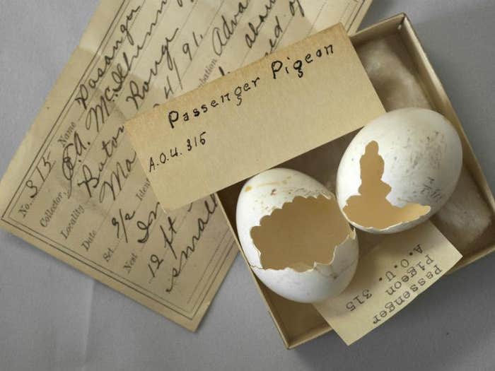 passenger pigeon eggs de-extinction hero