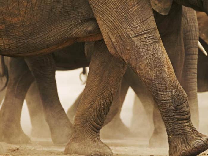 elephant feet hero