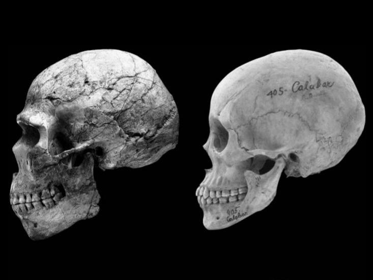 feminized human skulls faces Cieri