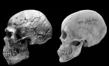 feminized human skulls faces Cieri