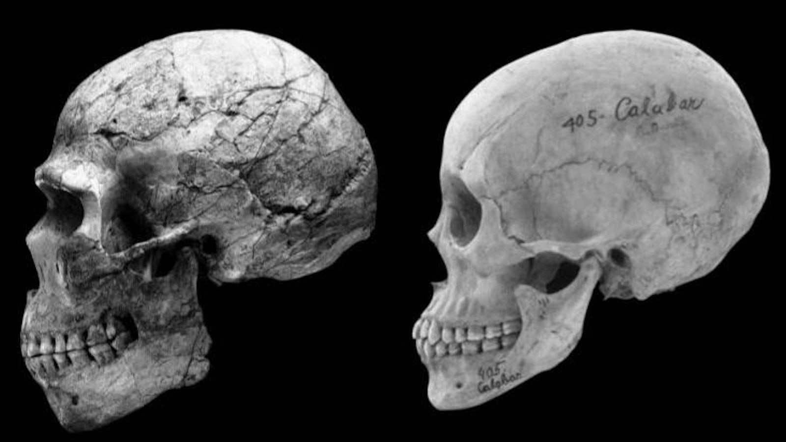 feminized human skulls faces Cieri