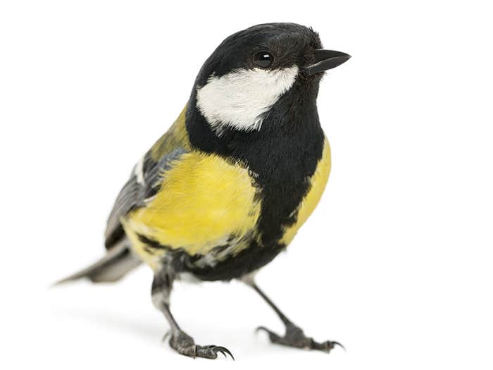 FSR_062813-titbird